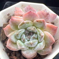 Echeveria 'ice soul' | Real & Unique