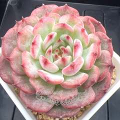 Echeveria 'mooncake' | Real & Unique