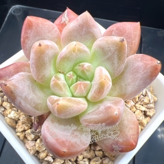 Echeveria 'Amber Jelly' | Real & Unique