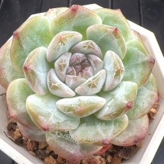 Echeveria 'ice soul' - 'wedding ring' | Real & Unique