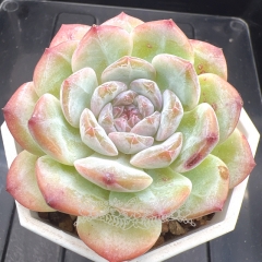 Echeveria 'ice soul' - 'wedding ring' | Real & Unique