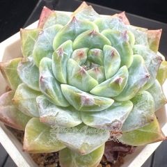 Echeveria 'ice soul' | Real & Unique