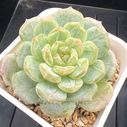 Echeveria 'White Lover' | Real & Unique