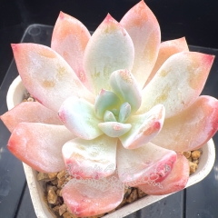 Echeveria 'Snow Love' | Real & Unique