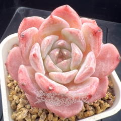 Echeveria 'Auspicious Snow' | Real & Unique