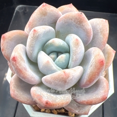 Echeveria 'Milk Bunny' | Real & Unique