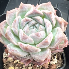 Echeveria 'Rosalia' (Poseidon) | Real & Unique