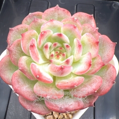 Echeveria 'mooncake' | Real & Unique