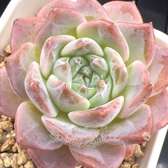 Echeveria 'ice soul' - 'Pink Ice' | Real & Unique