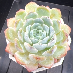 Echeveria 'ice soul' - 'Snowy' | Real & Unique