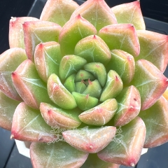 Echeveria 'Green Glass' | Real & Unique