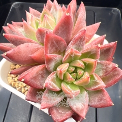 Echeveria 'Red Lotus' | Real & Unique