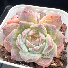 Echeveria 'ice soul' | Real & Unique