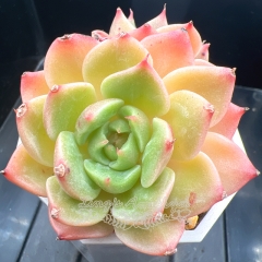 Echeveria 'Blue Eye' | Real & Unique