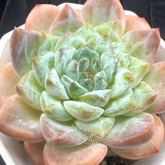 Echeveria 'ice soul' | Real & Unique