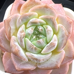 Echeveria 'ice soul' - 'Pink Ice' | Real & Unique