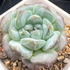 Echeveria 'ice soul' | Real & Unique