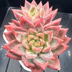 Echeveria 'Red Lotus' | Real & Unique