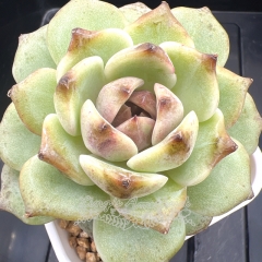 Echeveria 'apple candy' | Real & Unique