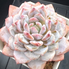 Echeveria 'Jade Hibiscus' / 'Star Orange' | Real & Unique