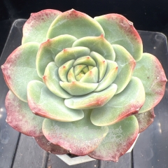 Echeveria 'Red Lily' | Real & Unique