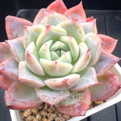 Echeveria 'Angelica' | Real & Unique