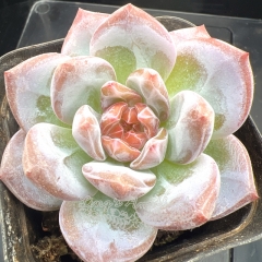 Echeveria 'Pink Snow Angel' | Real & Unique