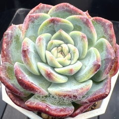 Echeveria 'Bramble jam' | Real & Unique