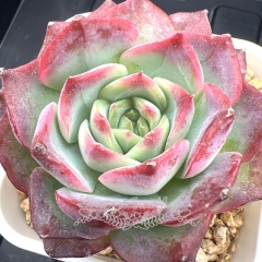 Echeveria 'Purple Moon' | Real & Unique