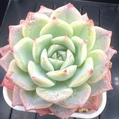 Echeveria 'Angelica' | Real & Unique