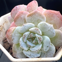 Echeveria 'ice soul' | Real & Unique