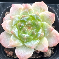 Echeveria 'ice soul' | Real & Unique