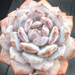 Echeveria 'Jade Hibiscus' / 'Star Orange' | Real & Unique