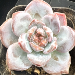 Echeveria 'Pink Snow Angel' | Real & Unique