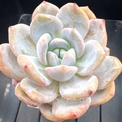 Echeveria 'Milk Orange' | Real & Unique