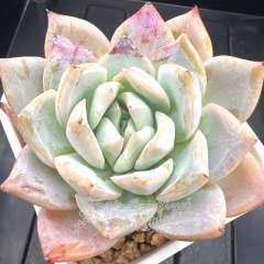 Echeveria 'White Smile' | Real & Unique