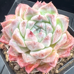 Echeveria 'Rosalia' (Poseidon) | Real & Unique