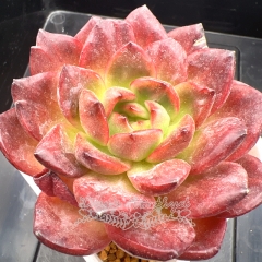 Echeveria 'Red Lantern' | Real & Unique