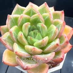 Echeveria 'Green Glass' | Real & Unique