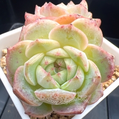 Echeveria 'ice beauty' | Real & Unique