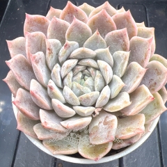 Echeveria 'Pink Baby' | Real & Unique