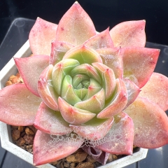 Echeveria 'Peach Champagne' | Real & Unique