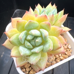 Echeveria 'Blue Bird Champagne' | Real & Unique