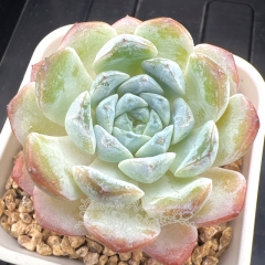 Echeveria 'ice soul' - 'Snowy' | Real & Unique