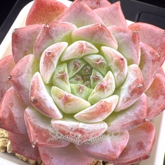 Echeveria 'ice soul' - 'Pink Ice' | Real & Unique