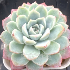 Echeveria 'Blue Lover' | Real & Unique