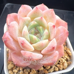 Echeveria 'Auspicious Snow' | Real & Unique