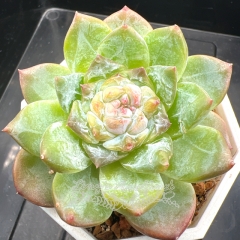 Echeveria 'ice soul' | Real & Unique