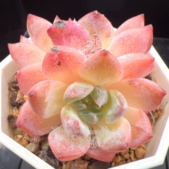 Echeveria 'cherry blossom snow' | Real & Unique