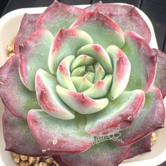 Echeveria 'Purple Moon' | Real & Unique